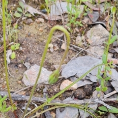 Microseris walteri at Jerrabomberra, ACT - 15 Oct 2021