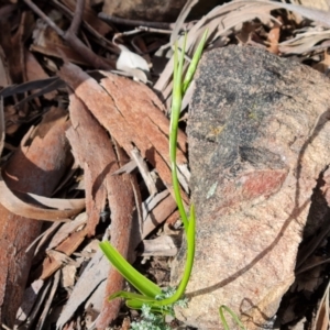 Diuris sp. at Jerrabomberra, ACT - 15 Oct 2021