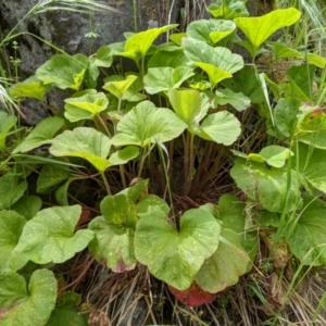 Pelargonium australe at West Wodonga, VIC - 15 Oct 2021