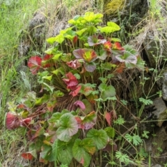 Pelargonium australe at West Wodonga, VIC - 15 Oct 2021