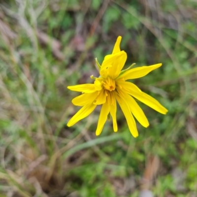 Microseris walteri (Yam Daisy, Murnong) at Jerrabomberra, ACT - 15 Oct 2021 by Mike