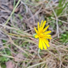 Microseris walteri at Jerrabomberra, ACT - 15 Oct 2021