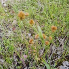 Luzula (genus) (Woodrush) at Jerrabomberra, ACT - 15 Oct 2021 by Mike