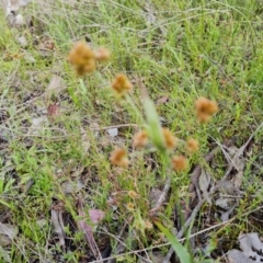 Luzula sp. (Woodrush) at Wanniassa Hill - 15 Oct 2021 by Mike