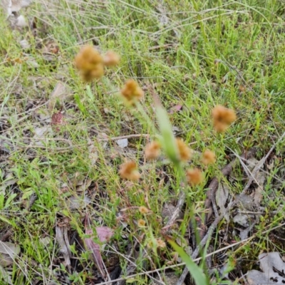 Luzula (genus) (Woodrush) at Jerrabomberra, ACT - 15 Oct 2021 by Mike