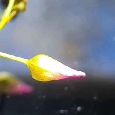 Drosera auriculata (Tall Sundew) at Wanniassa Hill - 15 Oct 2021 by Mike