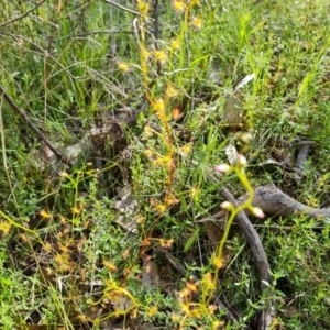 Drosera auriculata at Jerrabomberra, ACT - 15 Oct 2021