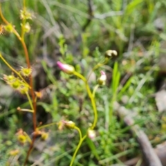 Drosera auriculata at Jerrabomberra, ACT - 15 Oct 2021 04:17 PM