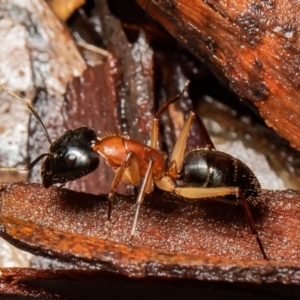 Camponotus nigriceps at Molonglo Valley, ACT - 14 Oct 2021
