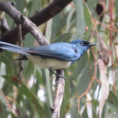 Myiagra cyanoleuca (Satin Flycatcher) at Garran, ACT - 14 Oct 2021 by roymcd