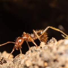 Aphaenogaster longiceps (Funnel ant) at Molonglo Valley, ACT - 15 Oct 2021 by Roger