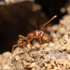 Aphaenogaster longiceps at Molonglo Valley, ACT - 15 Oct 2021