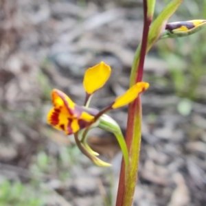 Diuris semilunulata at Jerrabomberra, ACT - 15 Oct 2021