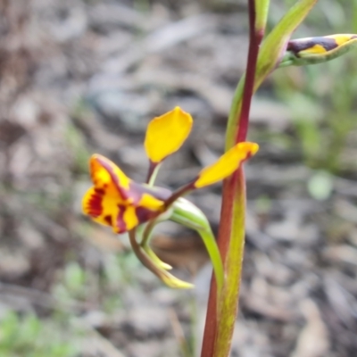 Diuris semilunulata (Late Leopard Orchid) at Jerrabomberra, ACT - 15 Oct 2021 by Mike
