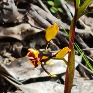 Diuris semilunulata at Jerrabomberra, ACT - 15 Oct 2021