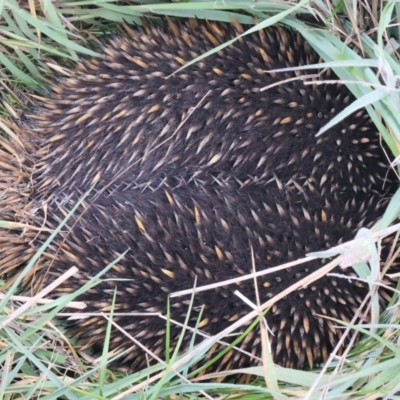 Tachyglossus aculeatus (Short-beaked Echidna) at Goorooyarroo NR (ACT) - 13 Oct 2021 by jb2602