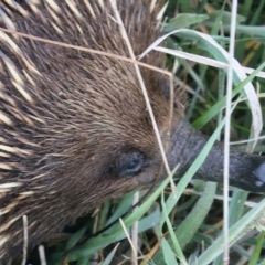 Tachyglossus aculeatus at Throsby, ACT - 13 Oct 2021