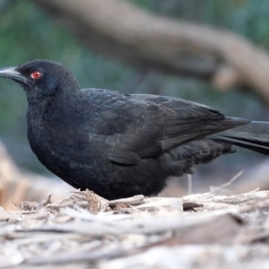 Corcorax melanorhamphos at Belconnen, ACT - 23 May 2021