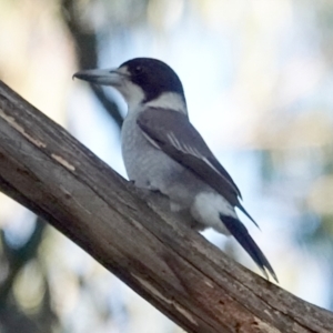 Cracticus torquatus at Belconnen, ACT - 23 May 2021