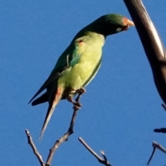Lathamus discolor at Belconnen, ACT - 23 May 2021
