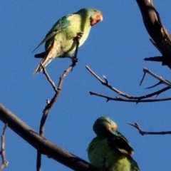 Lathamus discolor at Belconnen, ACT - 23 May 2021