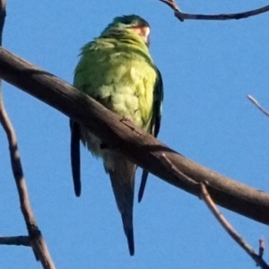 Lathamus discolor at Belconnen, ACT - 23 May 2021