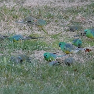 Psephotus haematonotus (Red-rumped Parrot) at Belconnen, ACT - 23 May 2021 by PeteWoodall