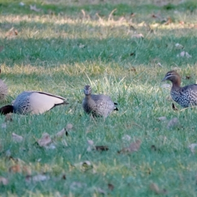 Chenonetta jubata (Australian Wood Duck) at Lake Ginninderra - 23 May 2021 by PeteWoodall