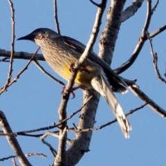 Anthochaera carunculata (Red Wattlebird) at Lake Ginninderra - 23 May 2021 by PeteWoodall