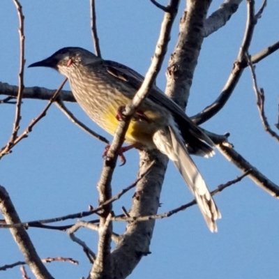 Anthochaera carunculata (Red Wattlebird) at Belconnen, ACT - 23 May 2021 by PeteWoodall