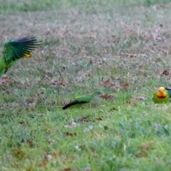 Polytelis swainsonii (Superb Parrot) at Lake Ginninderra - 23 May 2021 by PeteWoodall