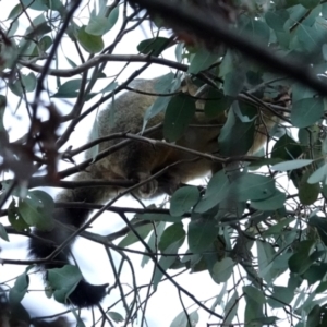 Trichosurus vulpecula at Belconnen, ACT - 23 May 2021 04:30 PM