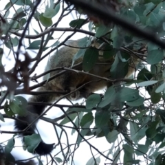 Trichosurus vulpecula (Common Brushtail Possum) at Belconnen, ACT - 23 May 2021 by PeteWoodall