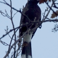 Strepera graculina (Pied Currawong) at Belconnen, ACT - 23 May 2021 by PeteWoodall