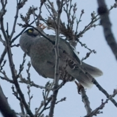 Manorina melanocephala (Noisy Miner) at Lake Ginninderra - 23 May 2021 by PeteWoodall