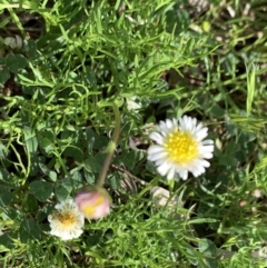 Calotis anthemoides (Chamomile Burr-daisy) at Holtze Close Neighbourhood Park - 15 Oct 2021 by Fefifofum