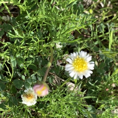 Calotis anthemoides (Chamomile Burr-daisy) at Hackett, ACT - 15 Oct 2021 by Fefifofum