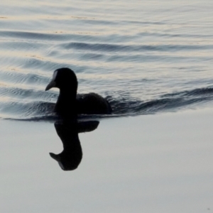 Fulica atra at Belconnen, ACT - 23 May 2021