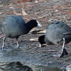 Fulica atra at Belconnen, ACT - 23 May 2021