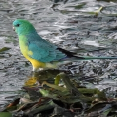 Psephotus haematonotus (Red-rumped Parrot) at Lake Ginninderra - 23 May 2021 by PeteWoodall