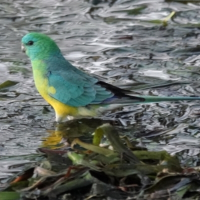 Psephotus haematonotus (Red-rumped Parrot) at Belconnen, ACT - 23 May 2021 by PeteWoodall