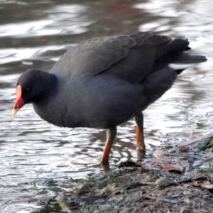 Gallinula tenebrosa at Belconnen, ACT - 23 May 2021