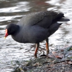 Gallinula tenebrosa (Dusky Moorhen) at Belconnen, ACT - 23 May 2021 by PeteWoodall