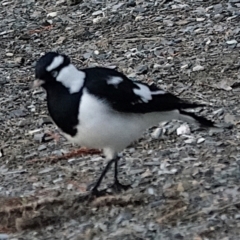 Grallina cyanoleuca (Magpie-lark) at Lake Ginninderra - 23 May 2021 by PeteWoodall