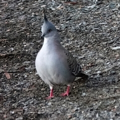 Ocyphaps lophotes (Crested Pigeon) at Lake Ginninderra - 23 May 2021 by PeteWoodall