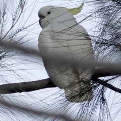 Cacatua galerita (Sulphur-crested Cockatoo) at Belconnen, ACT - 23 May 2021 by PeteWoodall