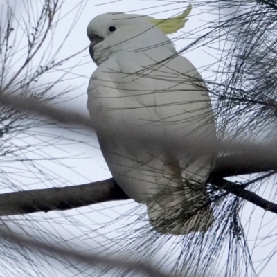 Cacatua galerita (Sulphur-crested Cockatoo) at Lake Ginninderra - 23 May 2021 by PeteWoodall