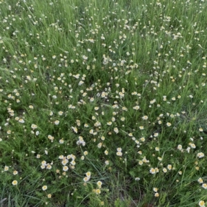 Calotis anthemoides at Isabella Plains, ACT - 15 Oct 2021