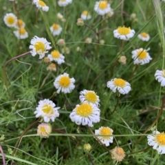 Calotis anthemoides at Isabella Plains, ACT - 15 Oct 2021