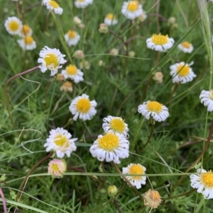 Calotis anthemoides at Isabella Plains, ACT - 15 Oct 2021 06:27 PM